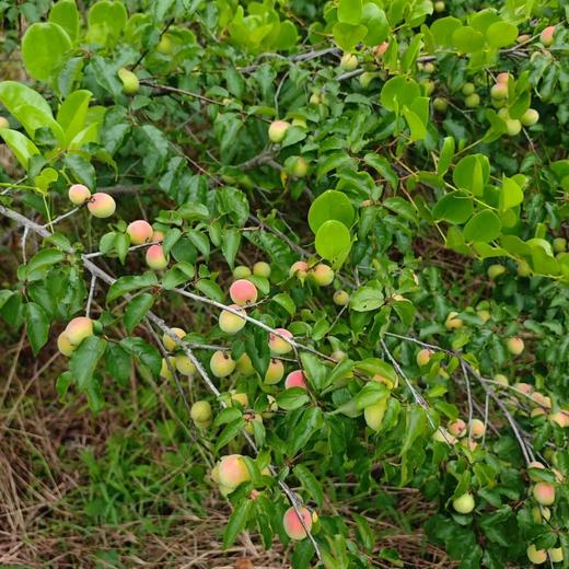 生态青梅（白粉梅） | 合作生产*Ecological green plum| Partner Production 商品图0