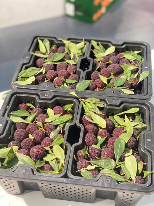 【云南高山✈️杨梅——口感浓郁、鲜味十足、杨梅风味浓郁！当季时令 商品图0