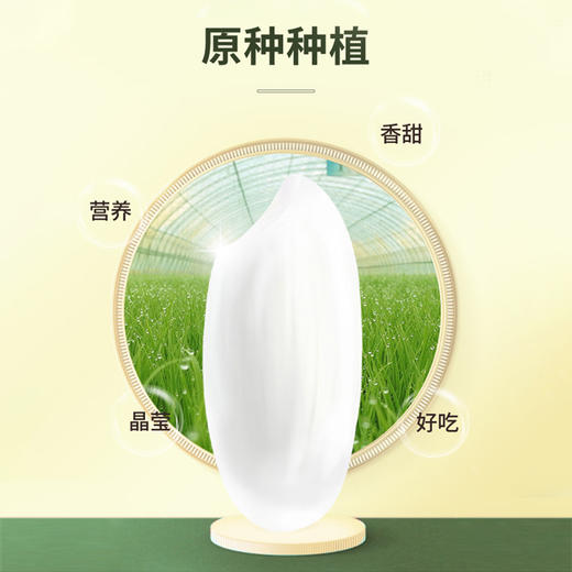 龙凤臻淳五常大米5kg 商品图4