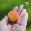 生态青梅（白粉梅） | 合作生产*Ecological green plum| Partner Production 商品缩略图2