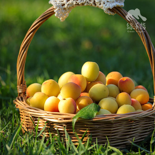 生态青梅（白粉梅） | 合作生产*Ecological green plum| Partner Production 商品图1