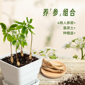 四维生态美吉蔬人参  鲜采人参 整株皆可食 更有种植版盆栽可选