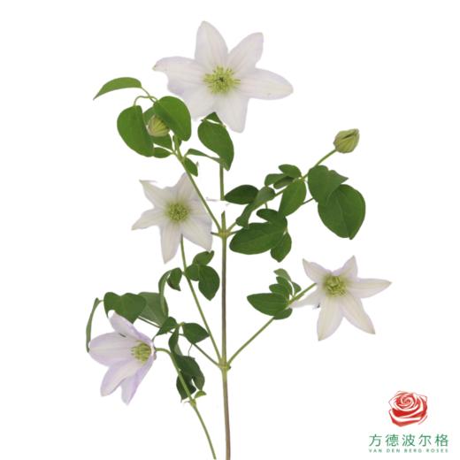 铁线莲 六处琉璃 商品图1