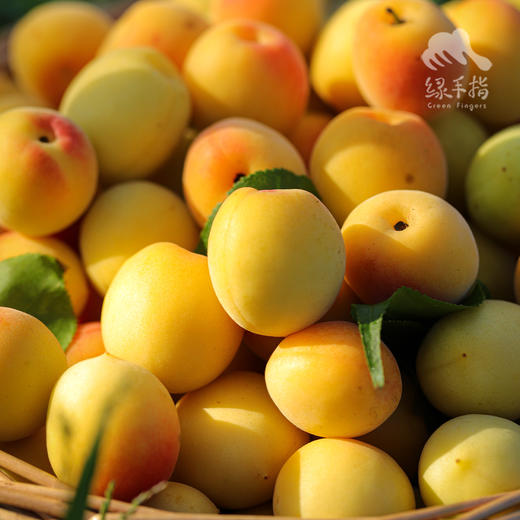 生态青梅（白粉梅） | 合作生产*Ecological green plum| Partner Production 商品图3
