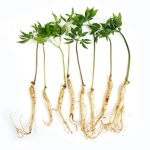 四维生态美吉蔬人参  鲜采人参 整株皆可食 更有种植版盆栽可选 商品图3