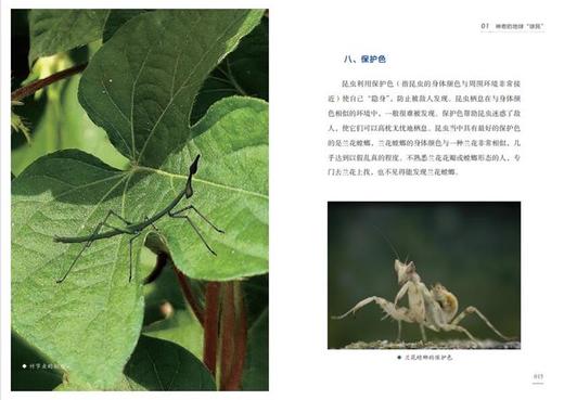 《神奇的昆虫世界》 商品图8