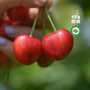 【预售 】有机大樱桃车厘子 预计5月10日开始发货 酸甜可口 果味浓郁 顺丰空运 1.9/2.9斤 白鹿原樱蝶农场 商品缩略图4
