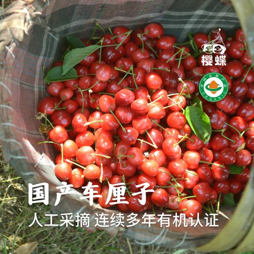 【预售 】有机大樱桃车厘子 预计5月10日开始发货 酸甜可口 果味浓郁 顺丰空运 1.9/2.9斤 白鹿原樱蝶农场 商品图3