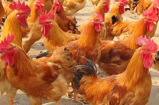 麻黄鸡(882母鸡）整只4斤-4.5斤不砍块 无内脏【GY】 商品图0