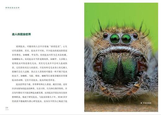 《神奇的昆虫世界》 商品图12