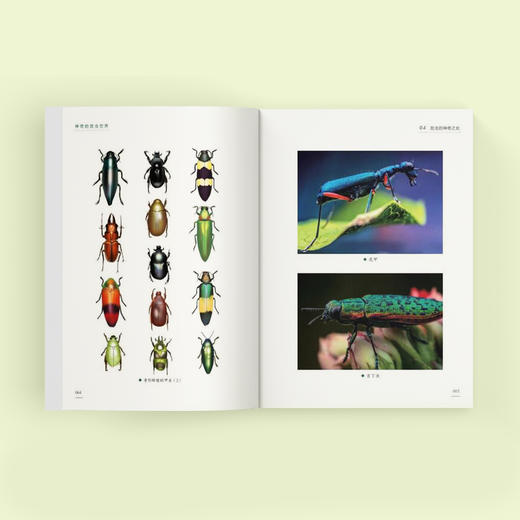 《神奇的昆虫世界》 商品图13