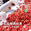 【预售 】有机大樱桃车厘子 预计5月10日开始发货 酸甜可口 果味浓郁 顺丰空运 1.9/2.9斤 白鹿原樱蝶农场 商品缩略图1
