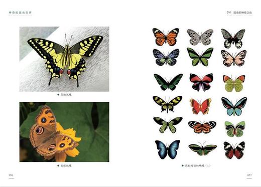 《神奇的昆虫世界》 商品图9