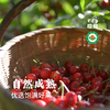 【预售 】有机大樱桃车厘子 预计5月10日开始发货 酸甜可口 果味浓郁 顺丰空运 1.9/2.9斤 白鹿原樱蝶农场 商品缩略图2