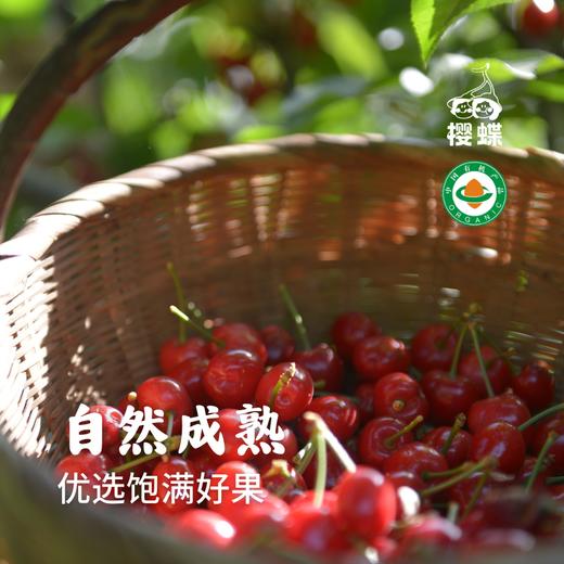 【预售 】有机大樱桃车厘子 预计5月10日开始发货 酸甜可口 果味浓郁 顺丰空运 1.9/2.9斤 白鹿原樱蝶农场 商品图2