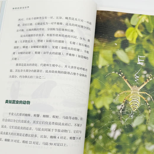 《神奇的昆虫世界》 商品图7