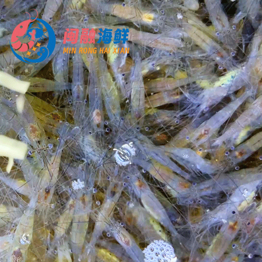 海水小白虾 /斤
