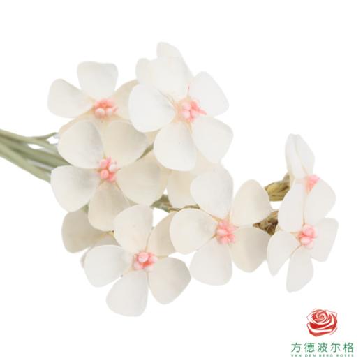 永生紫罗兰-粉芯 10支/扎 商品图1