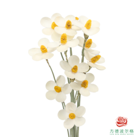 永生紫罗兰-黄芯 10支/扎