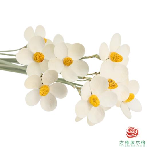 永生紫罗兰-黄芯 10支/扎 商品图1