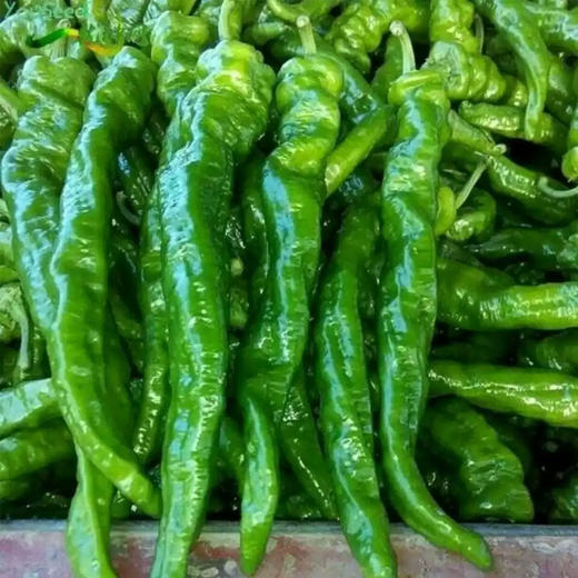 青螺丝椒 农家自种辣椒 现摘现发 中辣肉厚 商品图3