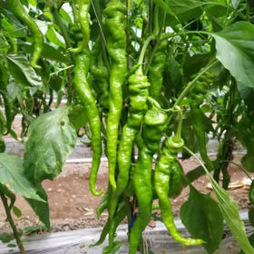 青螺丝椒 农家自种辣椒 现摘现发 中辣肉厚