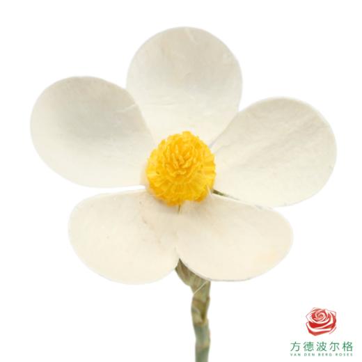 永生紫罗兰-黄芯 10支/扎 商品图2