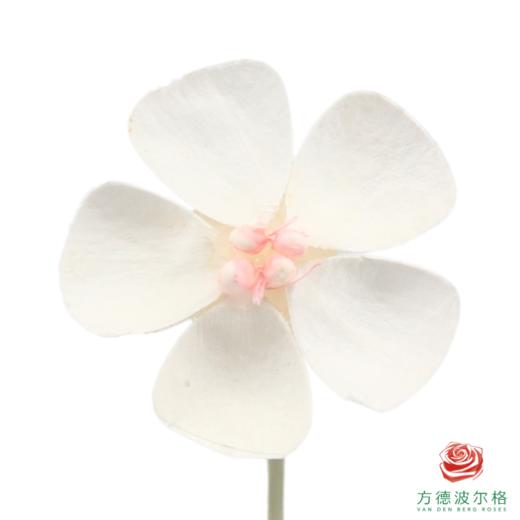 永生紫罗兰-粉芯 10支/扎 商品图2