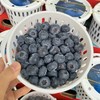 花香蓝莓 12+小果 商品缩略图4