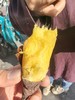 糖心蜜薯   高甜高糖红薯 软糯细腻 蒸煮烤 商品缩略图2