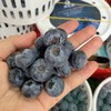 花香蓝莓 12+小果 商品缩略图8