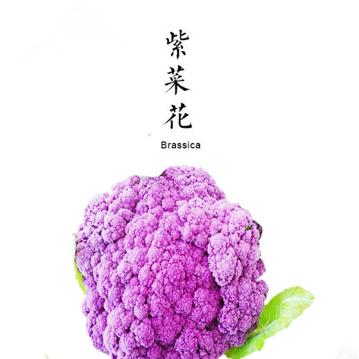 紫菜花 500g 商品图0
