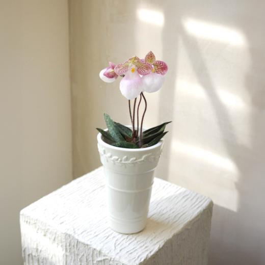 兜兰 PaPhboedilum 商品图1