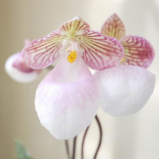 兜兰 PaPhboedilum 商品图2