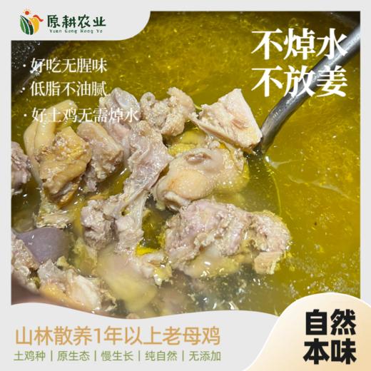 山养老母鸡(白皮) 商品图3