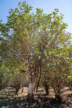 正气塘2026-1000克-晒青绿茶