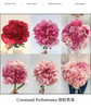 国产芍药-【御前表演】 商品缩略图1