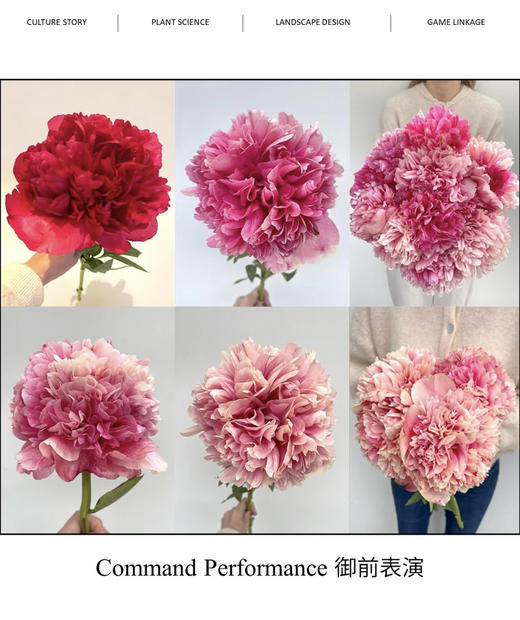 国产芍药-【御前表演】 商品图1