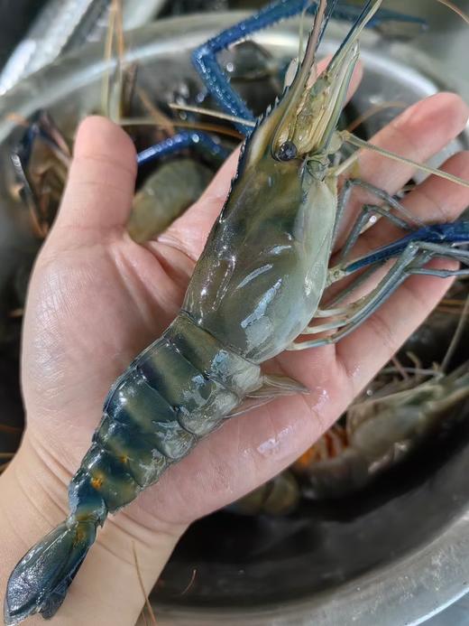 【罗氏虾】 商品图1