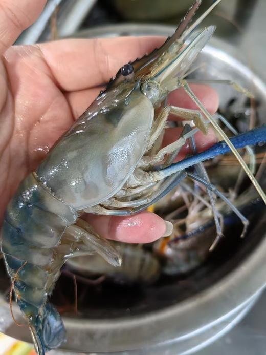 【罗氏虾】 商品图2