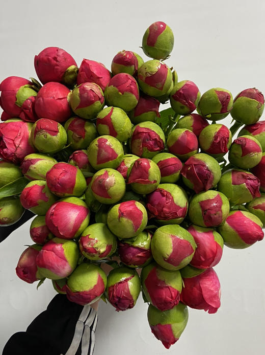 国产芍药-【御前表演】 商品图2