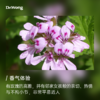 天竺葵 植物香薰精油 商品缩略图1