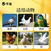 华畜鸽六联鸽子感冒水绿便歪头甩脖呕吐甩食鸽瘟流感缩头鸽子通用 商品缩略图3