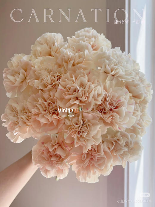 国产花材-【康乃馨】初吻 商品图0