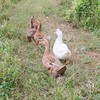 生态麻鸭 | 合作生产* Eco-white duck | Partner Production 商品缩略图2