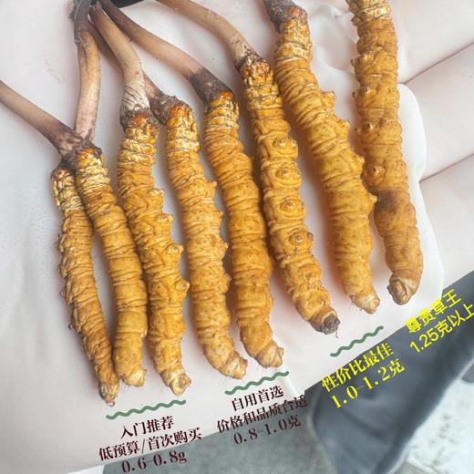 野生高海拔新鲜冬虫夏草（西藏加查）| 合作生产 * Fresh Cordyceps sinensis| Partner Production 商品图3