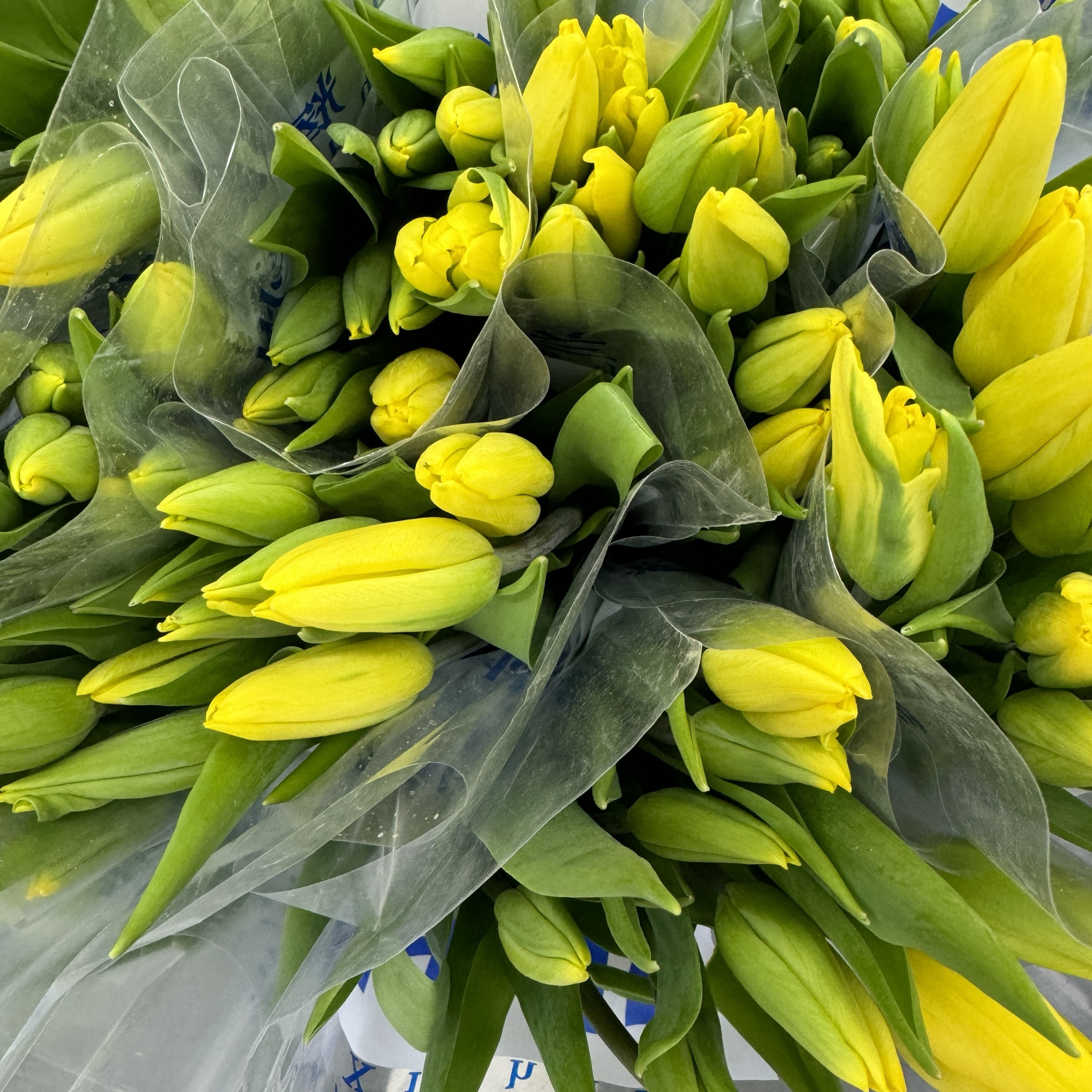 基地直营-国产郁金香-纯金（Y农场）-10支