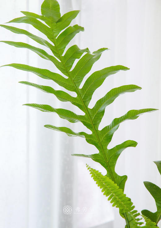 王冠蕨 商品图2