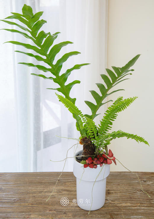 王冠蕨 商品图0