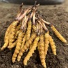 野生高海拔新鲜冬虫夏草（西藏加查）| 合作生产 * Fresh Cordyceps sinensis| Partner Production 商品缩略图1